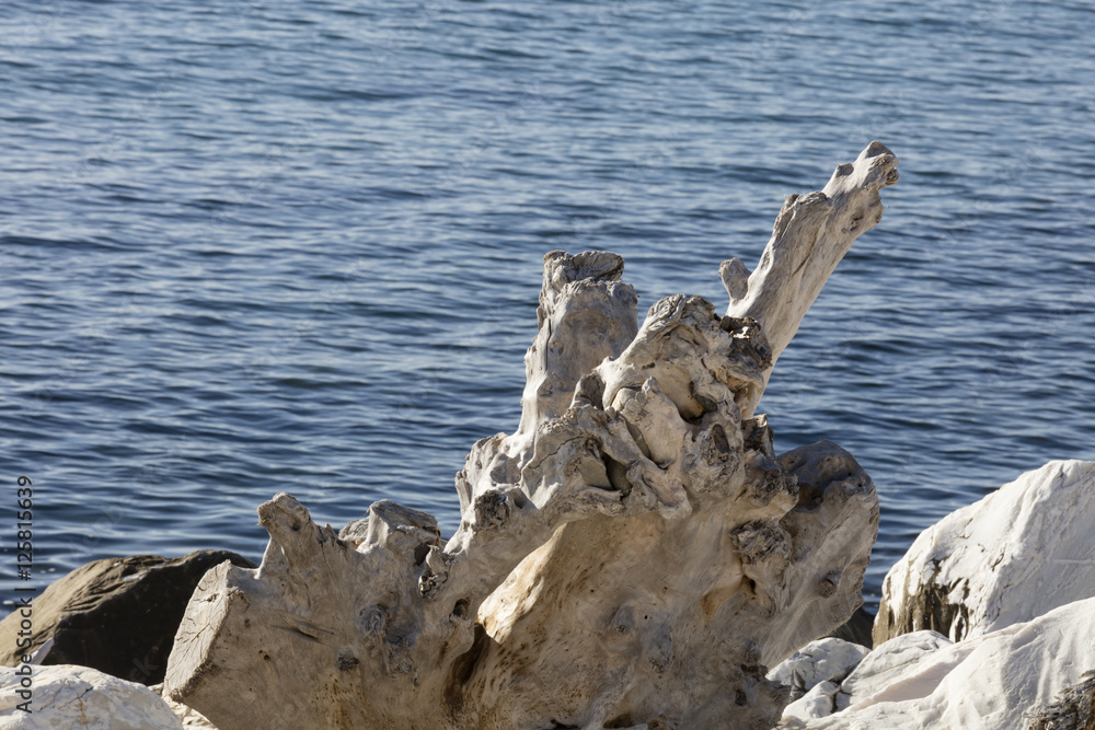 Fototapeta premium remains of the trunk on the cliff