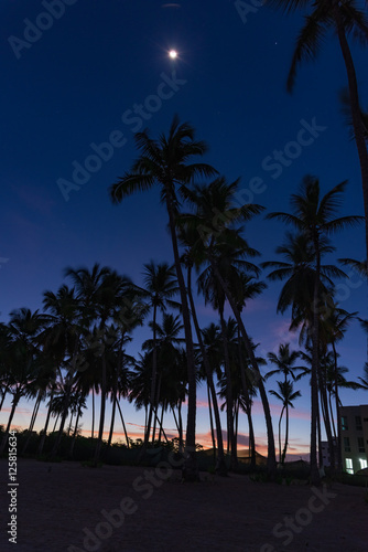 palm dawn morning