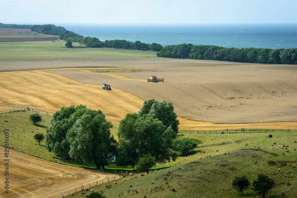 Fototapeta premium Ackerlandschaft auf Rügen
