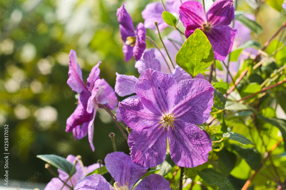 beautiful garden flowers, Purple, pink, red, cosmos flowers in the garden, spring flowers beautiful garden flowers, Purple, pink, red, cosmos flowers in the garden, spring flowers