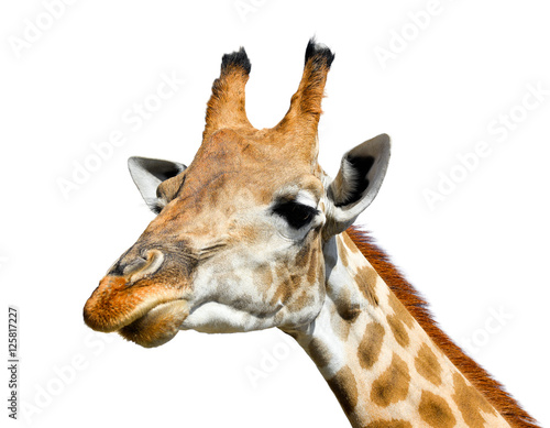 Cute giraffe isolated on white background. Funny giraffe head isolated. The giraffe is tallest and largest living animal in zoo. Beautiful Giraffa isolated on white. Funny giraffe's face isolated photo