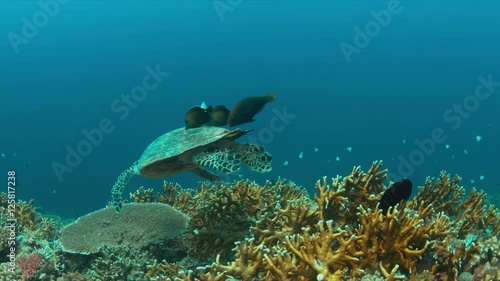 Hawksbill turtle swims on a Coral reef. 4k footage