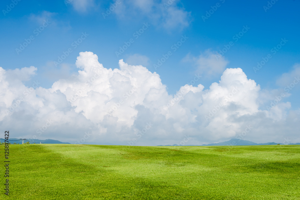 grass field background grass field background