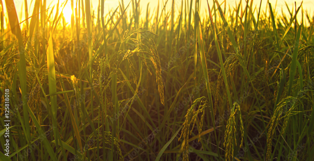 Fototapeta premium Rice fields with sunset.