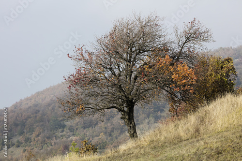 tree on mountain in the autumn mist