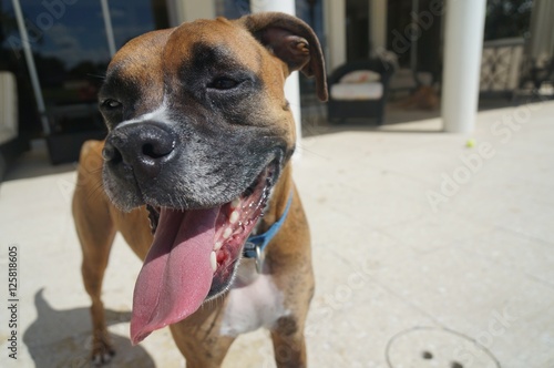 happy dog with tongue sticking out