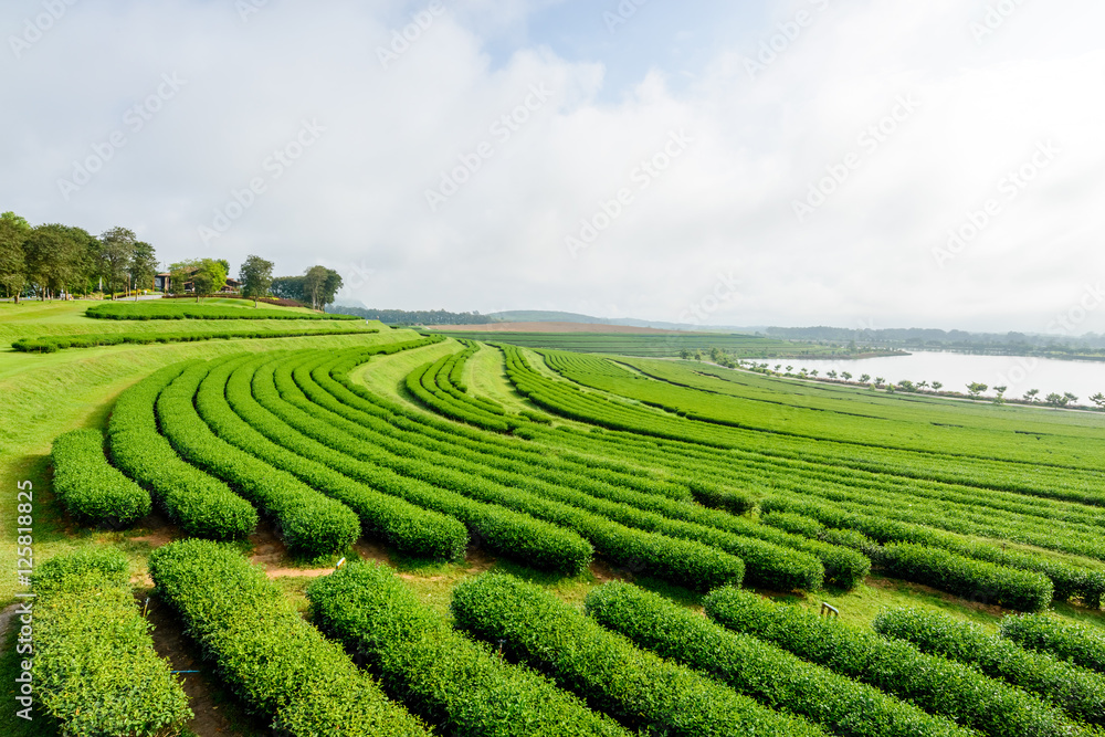 green tea field in farm