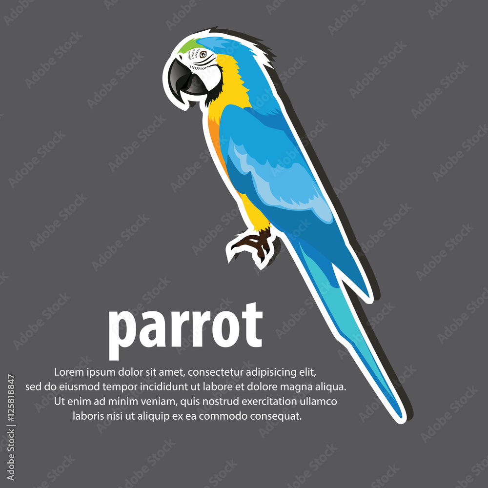 Fototapeta premium Cartoon parrots wild animal birds. Tropical parrots feather zoo birds, tropical fauna macaw . Brazil Macaw color blue . vector illustration.