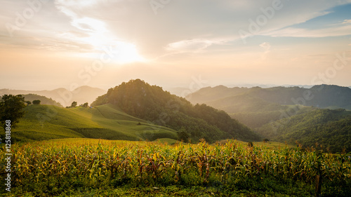 corn field and mountain on sunset landscape