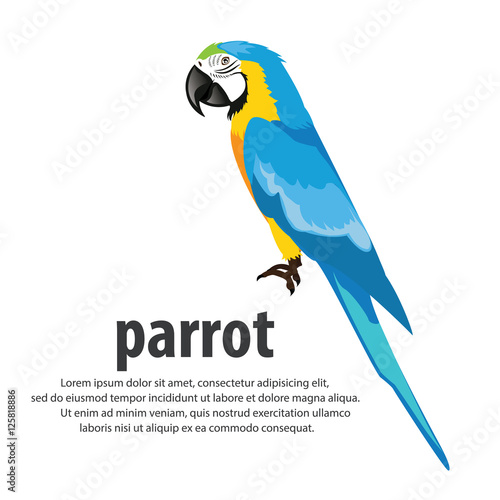 Cartoon parrots color blue . vector illustration.