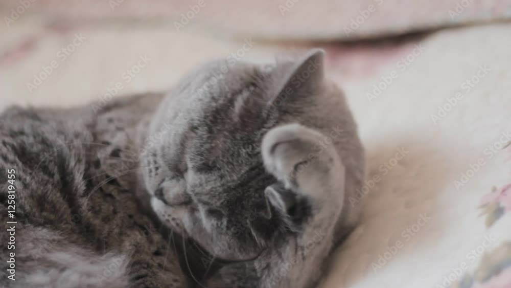 Scottish straight cat washes and licks herselfs behind the head on bed. Close up Scottish straight cat washes and licks herselfs behind the head on bed. Close up