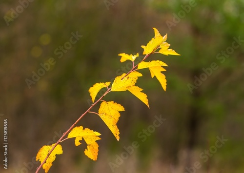 Close up of autumnal leaves on branch of tree or hedge