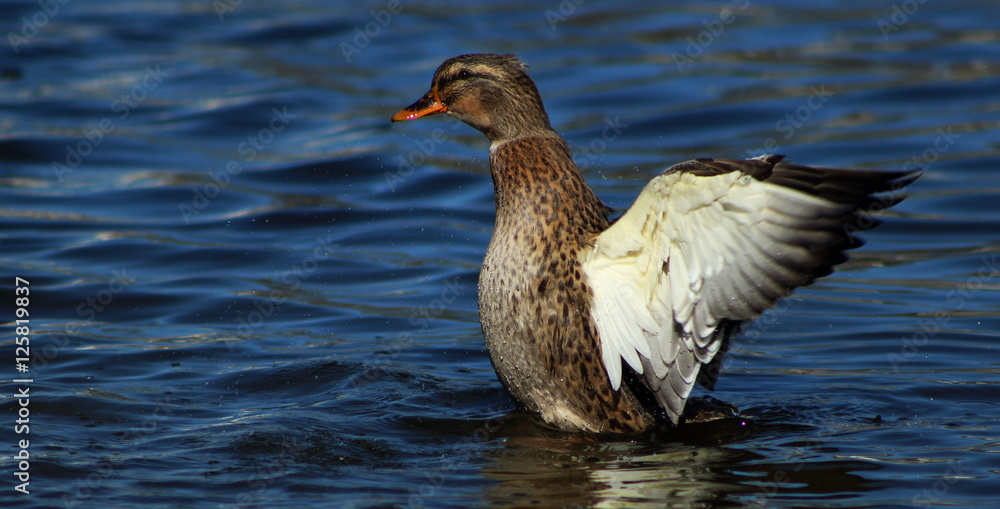 Duck out of water Duck out of water