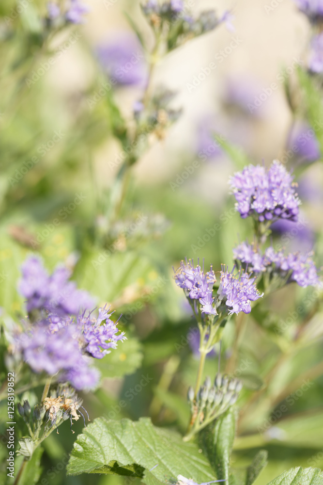 Obraz premium Exotic purple flowers in nature.