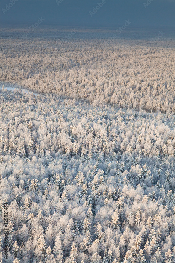 Obraz premium Winter forest with frosty trees, top view