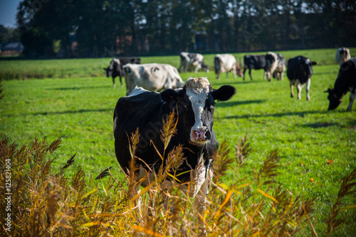 Typical Dutch Farm,  photo