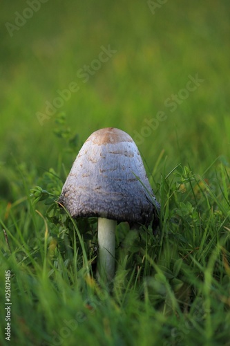 mushroom in the grass