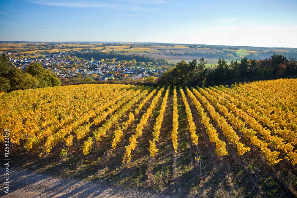 Vignoble en France à l'automne
