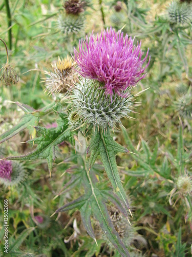 Distel