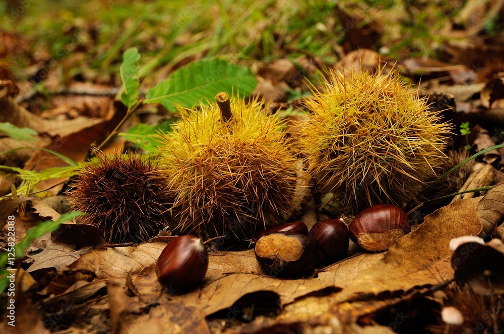 chestnuts in a forest in Tuscany, Italy. fall season. chestnuts in a forest in Tuscany, Italy. fall season.