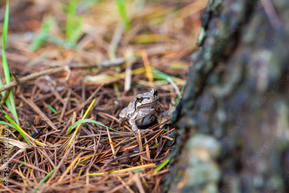 Obraz premium Frog in nature