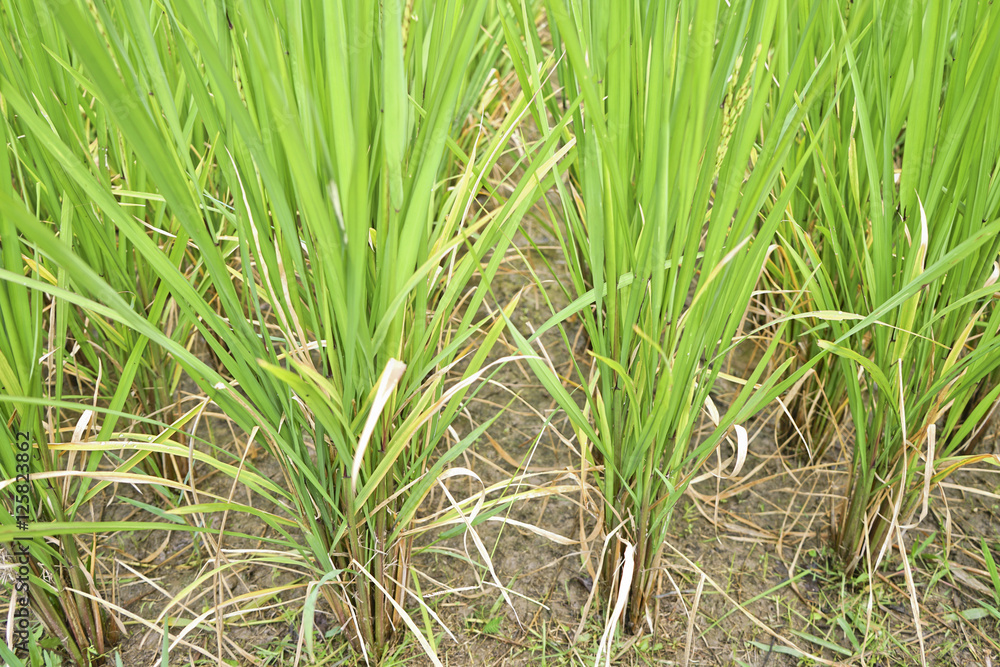 Close up of green paddy rice. Close up of green paddy rice.