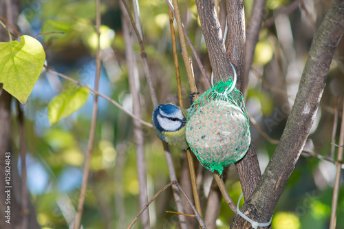 great tit, blue tit eats fat ball at the manger in the branches of trees photo