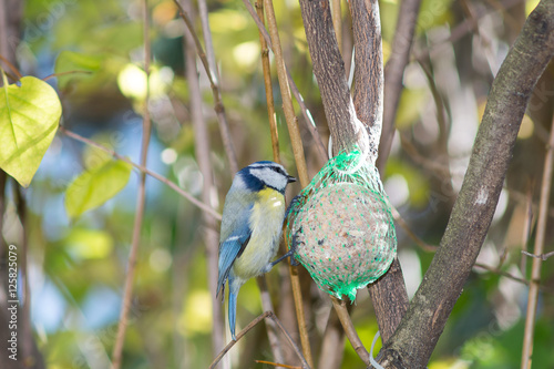 great tit, blue tit eats fat ball at the manger in the branches of trees photo