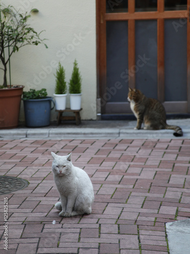 下町の猫 © 隆志 坂本
