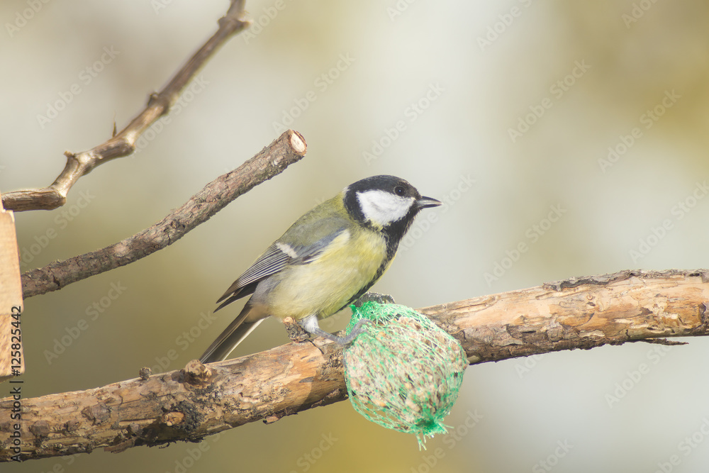 Fototapeta premium great tit, blue tit eats fat ball at the manger in the branches of trees