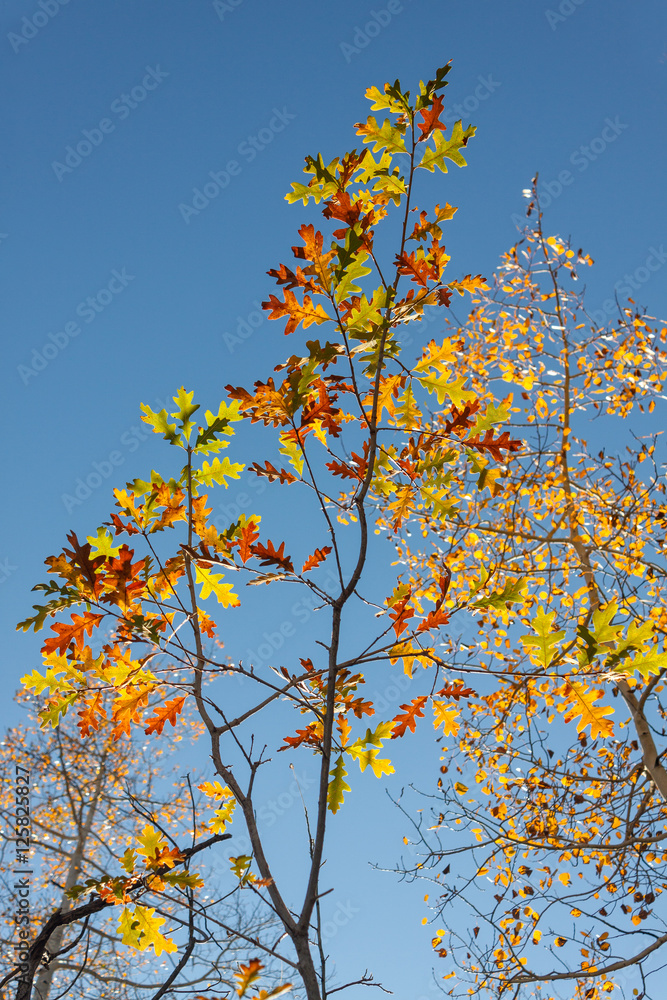 Oak Leaves in Fall Oak Leaves in Fall