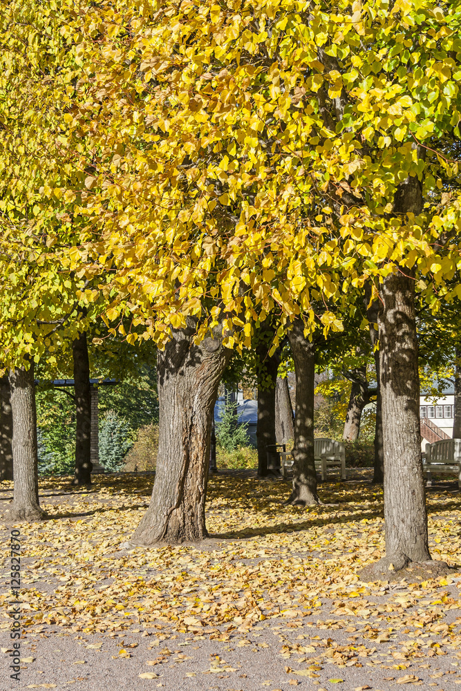 Naklejka premium Yellow Autumn Leaves Falling From Tree