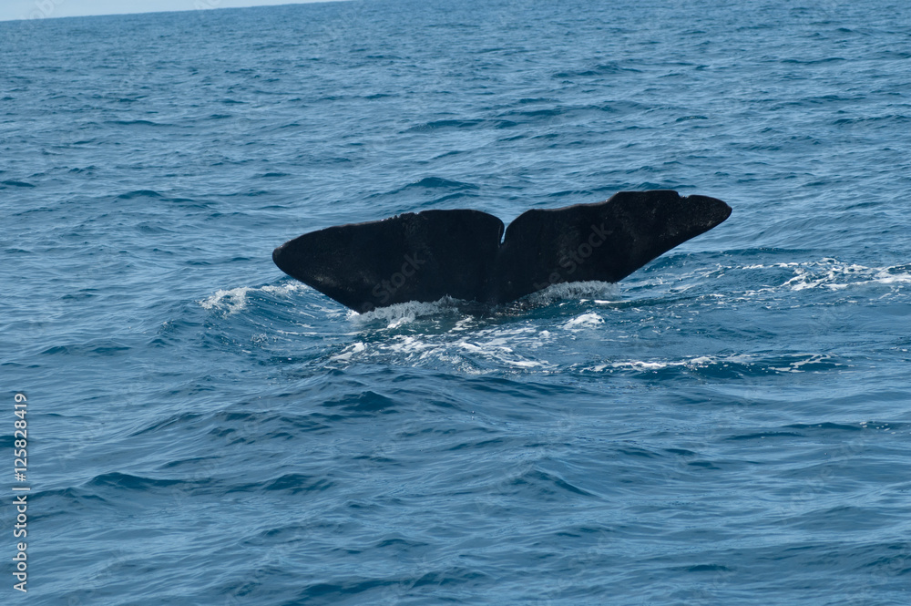 Fototapeta premium A Sperm Whale diving from the surface of the North Atlantic Ocean.