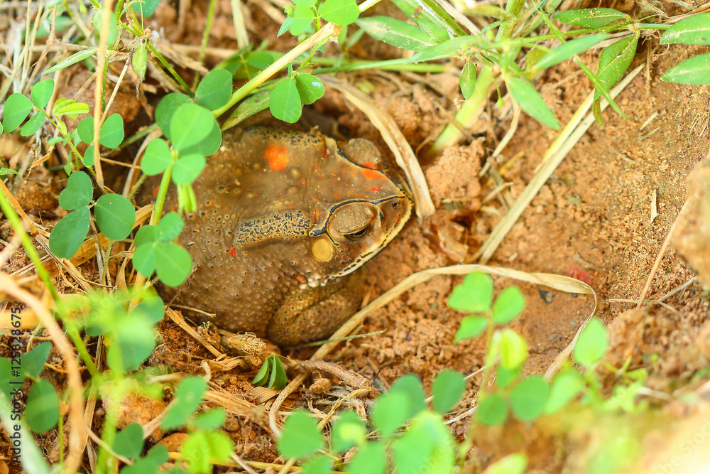 Naklejka premium Toad hibernate.