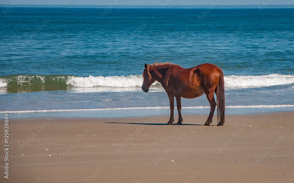 Spanish mustang horses on the Outer Banks of NC Spanish mustang horses on the Outer Banks of NC
