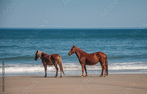 Spanish mustang horses on the Outer Banks of NC