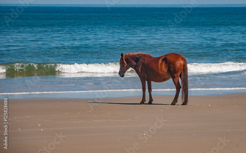 Spanish mustang horses on the Outer Banks of NC