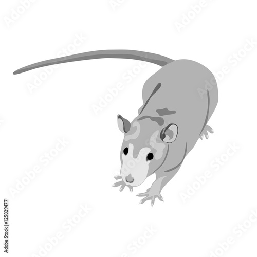 Grayscale rat isolated on the white (transparent) background.  Vector illustration eps