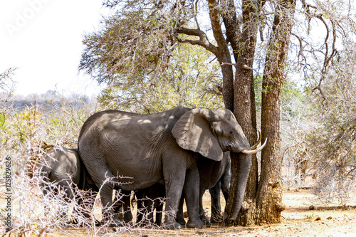 Elephants in Kruger National Park  South Africa