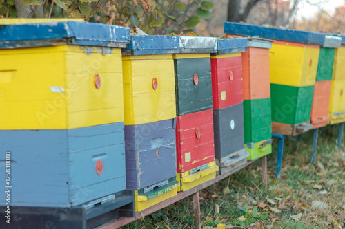 Beehive colony © miroslavrc