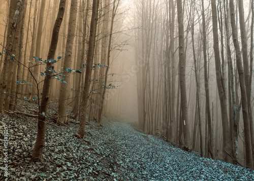 Rythem and blues in foggy forest photo