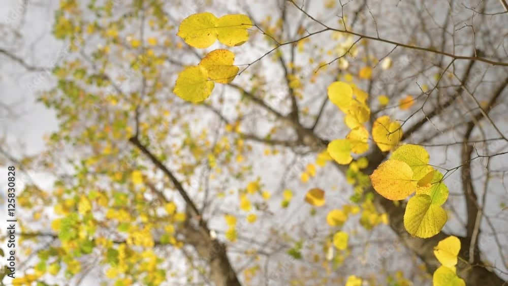 Autumn trees leaves fall.Autumn forest. Orange yellow leaves on the tops of trees on the background of sky Autumn trees leaves fall.Autumn forest. Orange yellow leaves on the tops of trees on the background of sky