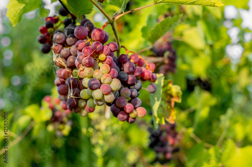 Semi-ripe grapes in the vineyard