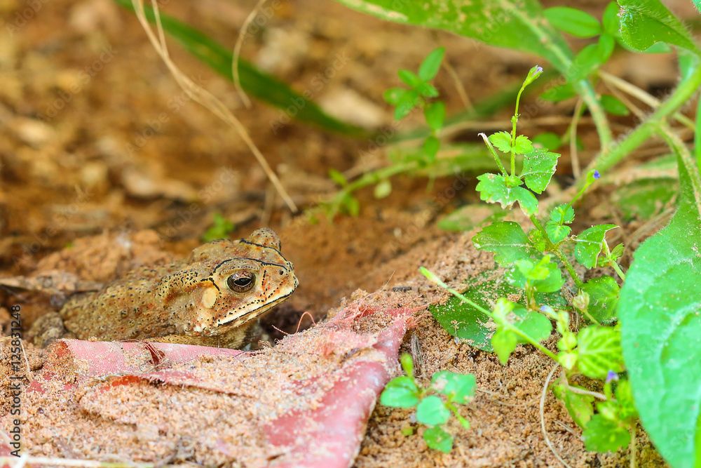 Obraz premium Toad hibernate.