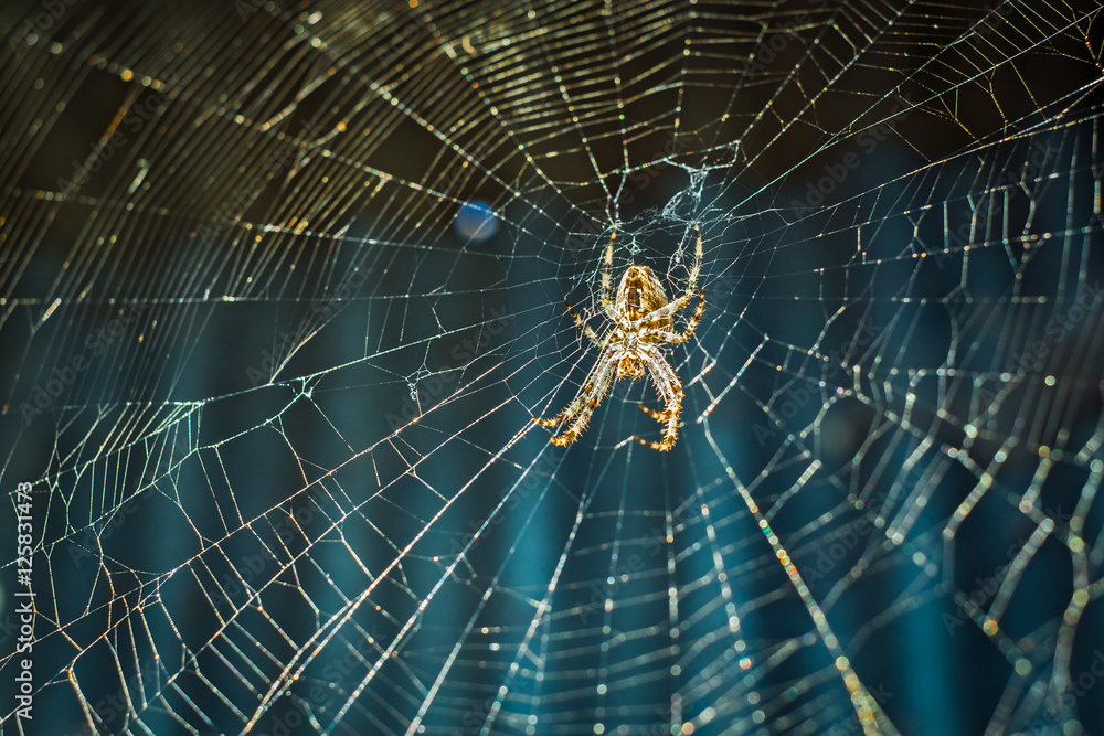 Obraz premium Spider on the web