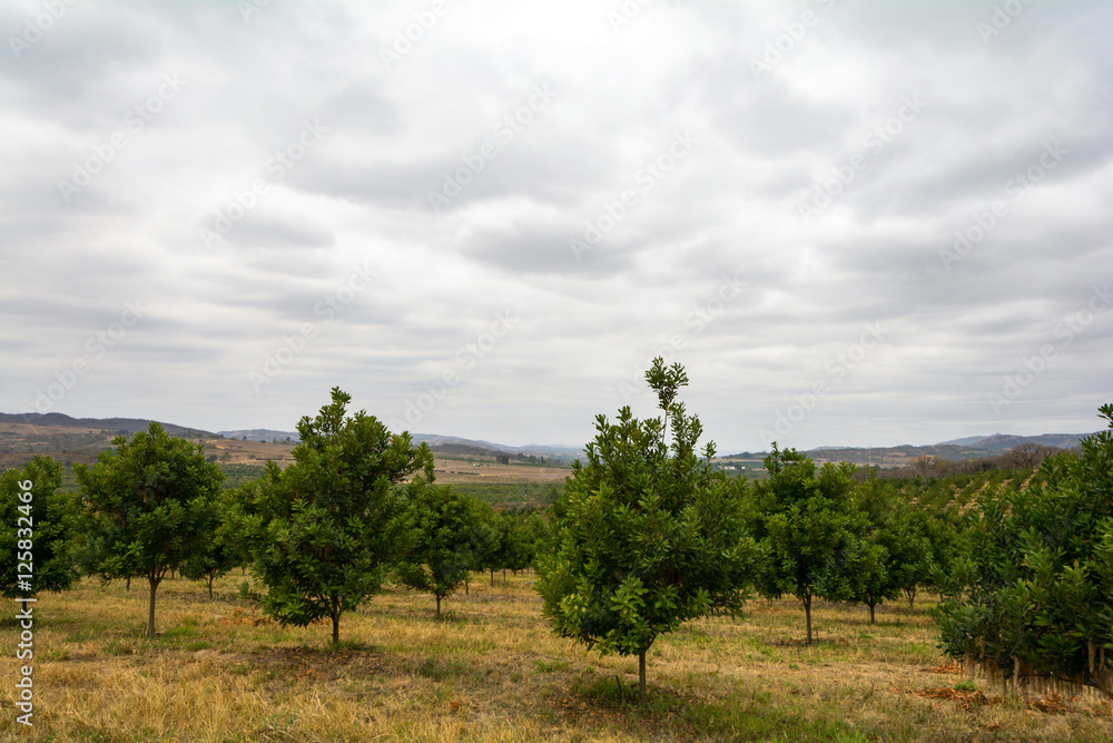 South African Landscape around Johannesburg