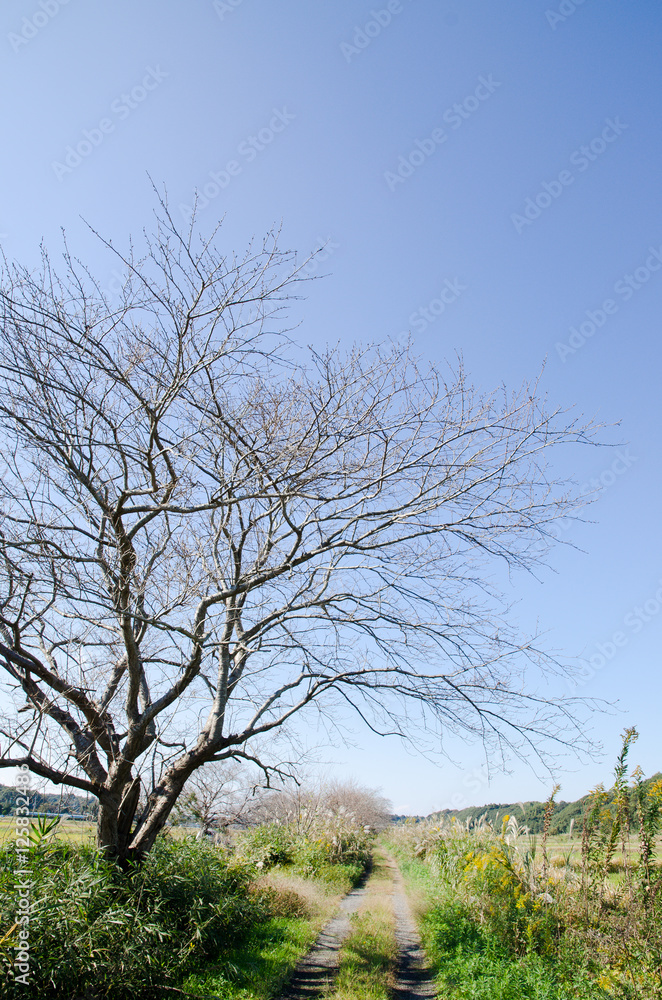 秋の桜並木