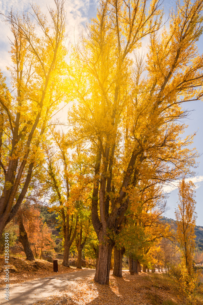 Fototapeta premium Autumn landscape