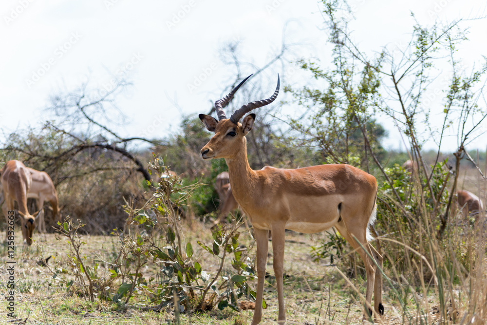 Fototapeta premium Antelopes in Kruger National Park, South Africa