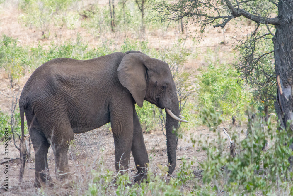 Fototapeta premium Elephants in Kruger National Park, South Africa